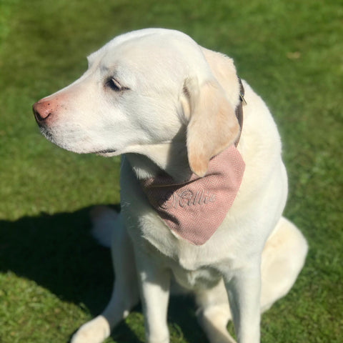 Personalised tweed dog bandana