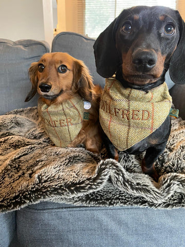 Monogrammed tweed dog bandana on dachshunds