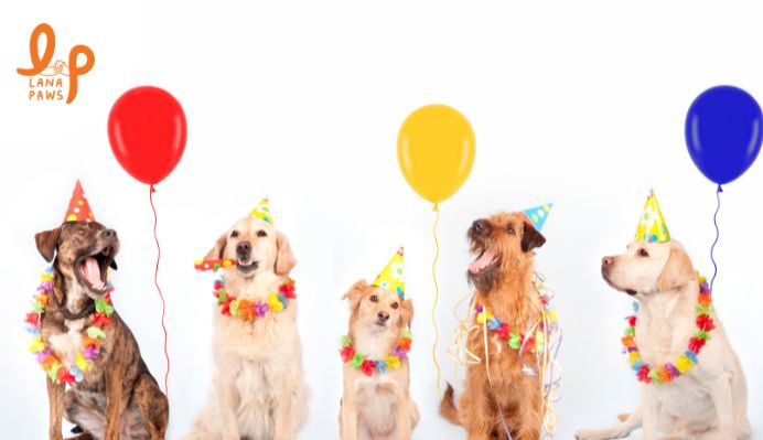 how to celebrate new year's with your dog