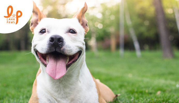 benefits of using CBD oil for dogs