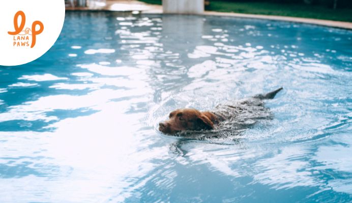  How hydrotherapy can benefit dogs with chronic conditions