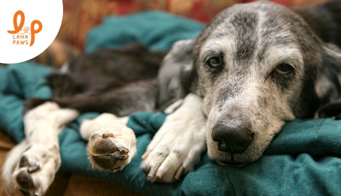 Hip Dysplasia in Dogs: What You Need to Know