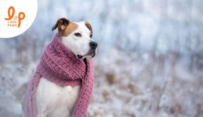do dogs need winter clothes