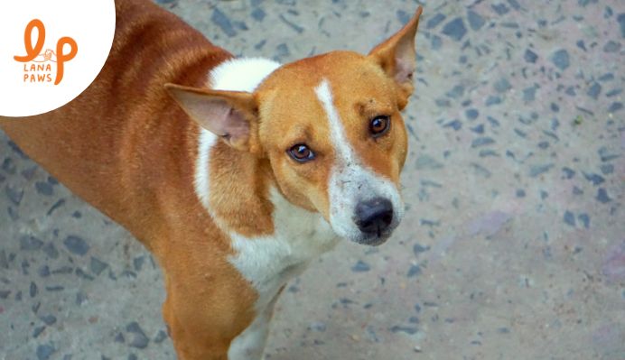 adopt Indian Pariah/ Desi/ Indies dogs
