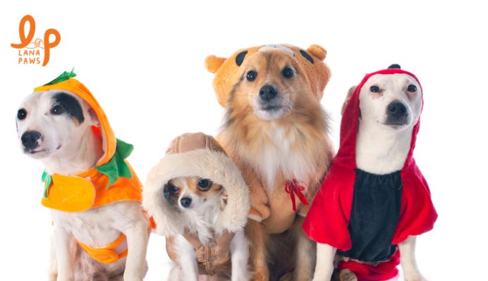 dog winter clothes online