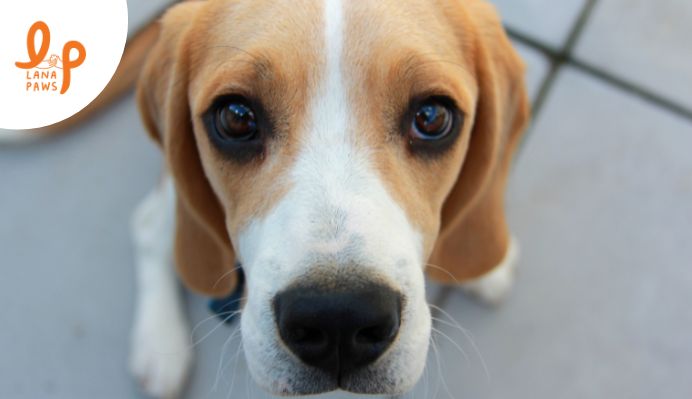 beagle dog