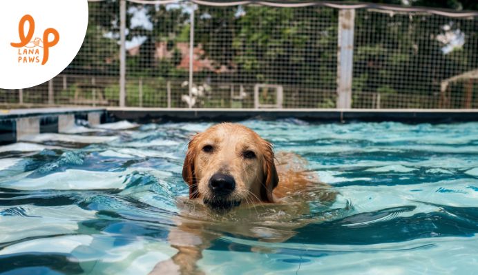 The benefits of hydrotherapy for dogs