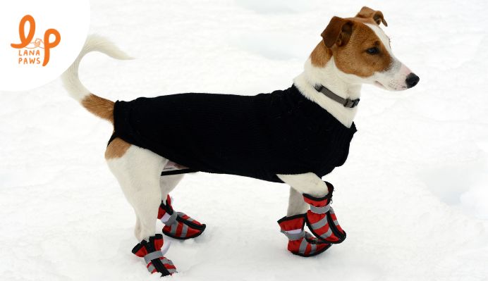 dog winter shoes