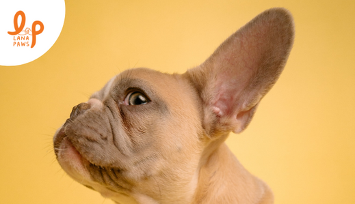 How To Clean Dog Ears: At Home Edition