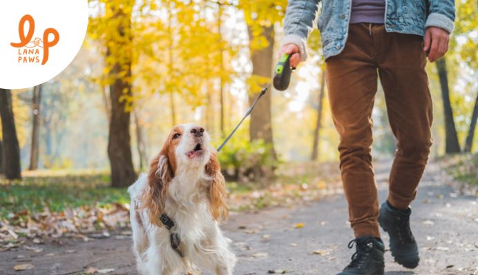 best dog leash for medium dogs like desis, beagles and cocker spaniels