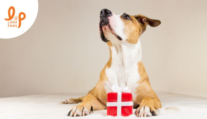 Buy christmas gifts for dogs online in India