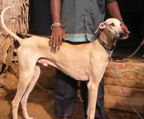 Chippiparai dog India