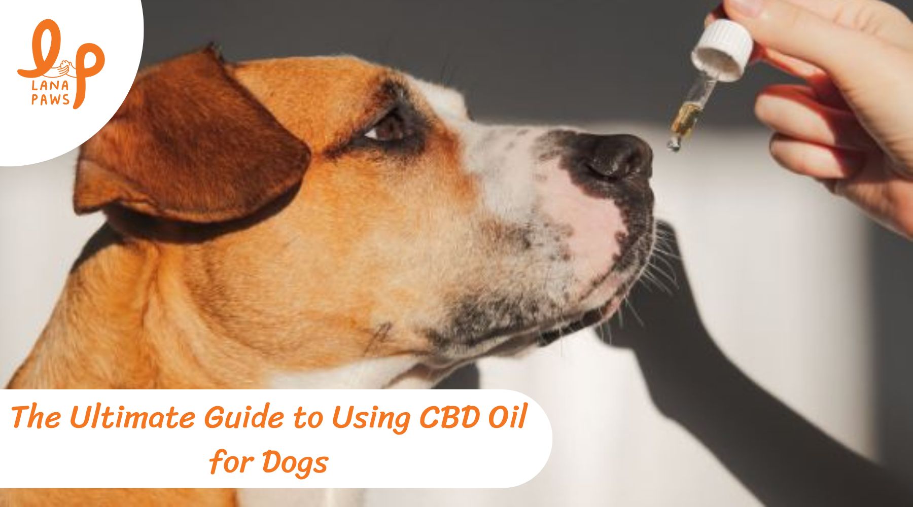 Everything You Need to Know About CBD Oil for Dogs