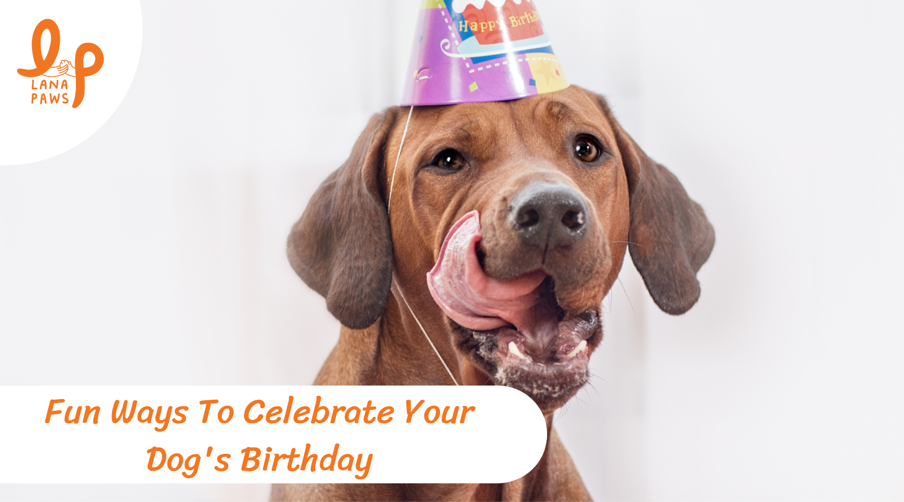 Lana Paws blog on how to celebrate your dog's birthday