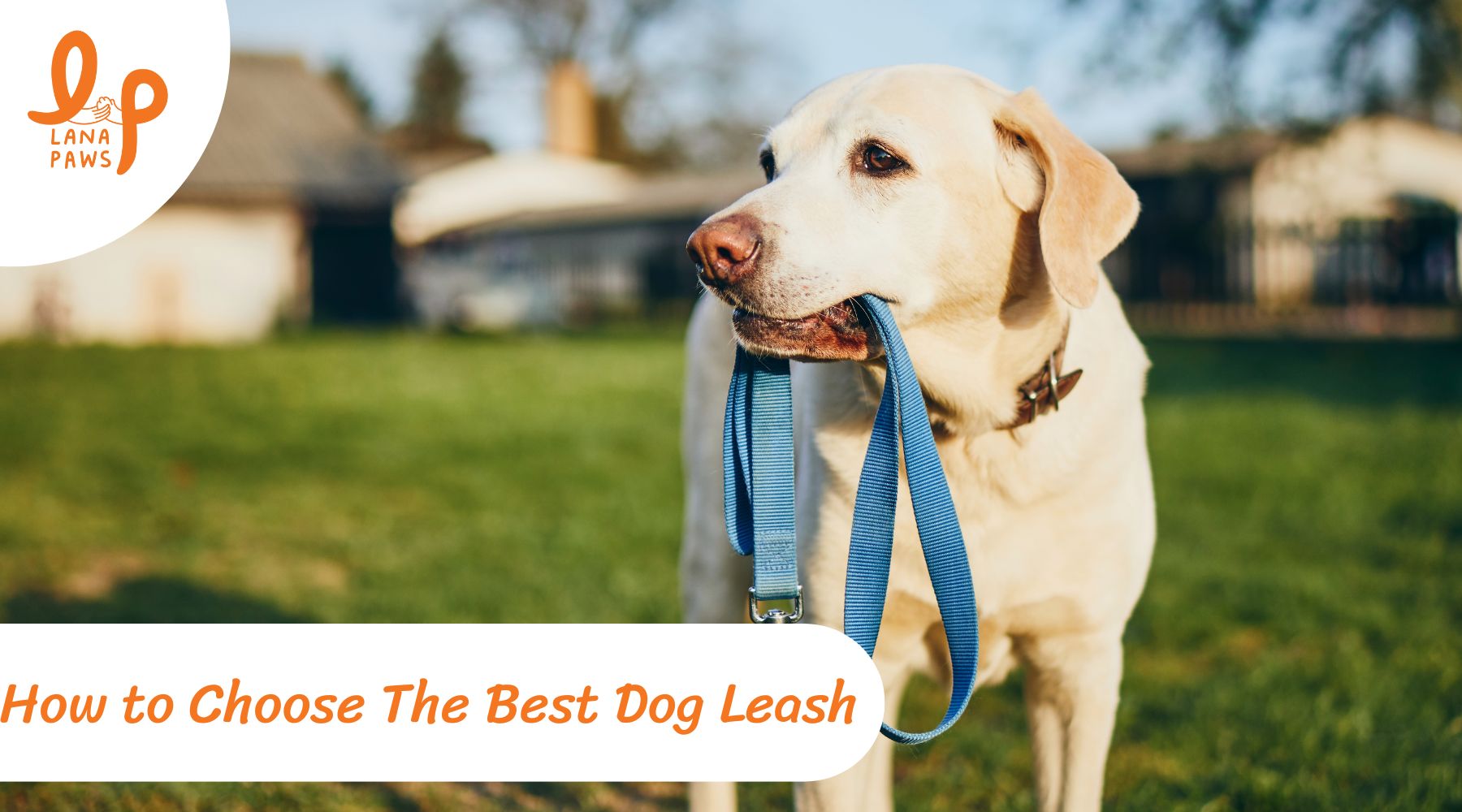 How to choose the best and the safest dog leash? – Lana Paws