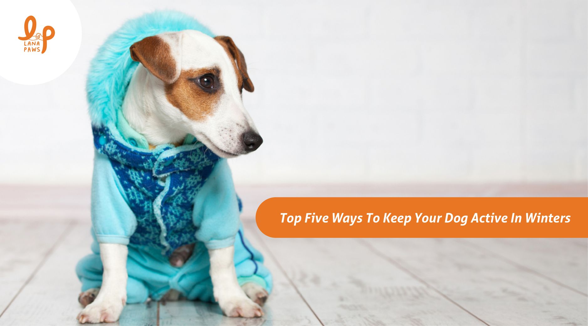 Tips to keep your dogs active during winters Lana Paws Blog