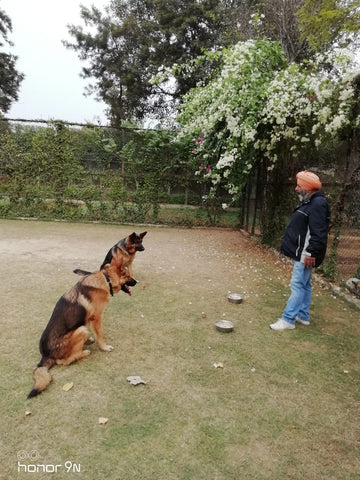 Lana Paws dog training for puppies India 