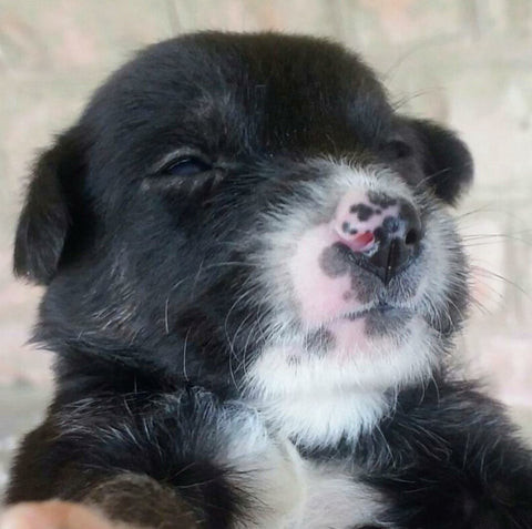 Lana Paws blog instagram dog stories