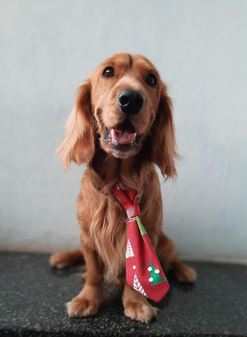 Lana Paws dog rescue story blog