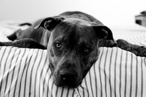 Lana Paws blog oh pet photography tips