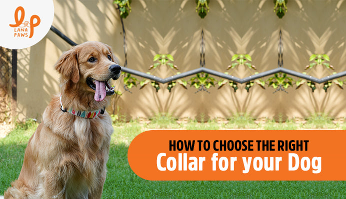 how do i choose a dog collar