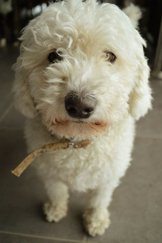 Lana Paws blog oh pet photography tips