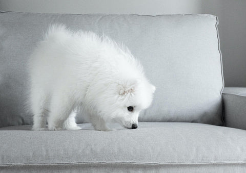 Lana Paws blog how to keep dogs mentally stimulated at home