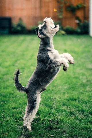 Lana Paws blog oh pet photography tips