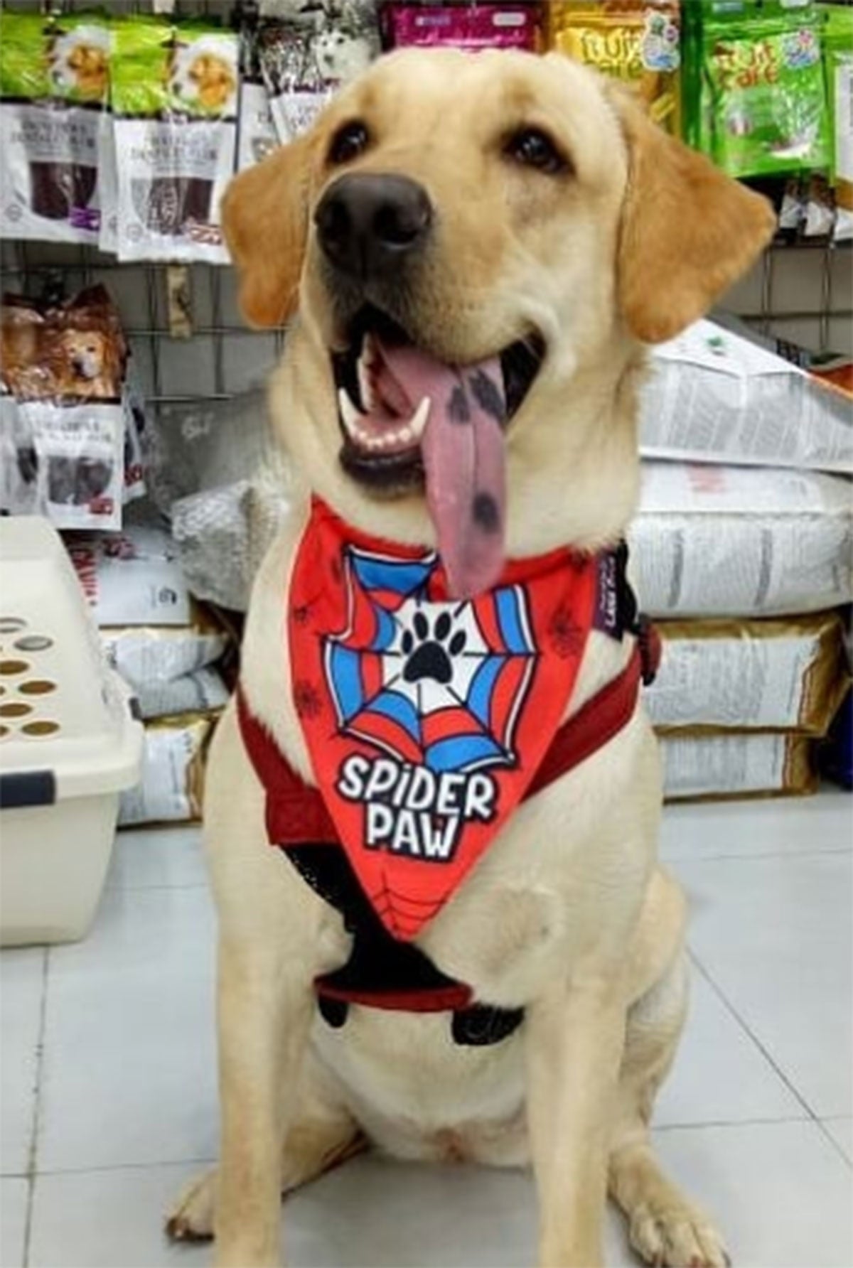 superhero dog bandana