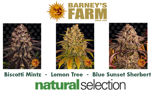 Barney's new strains