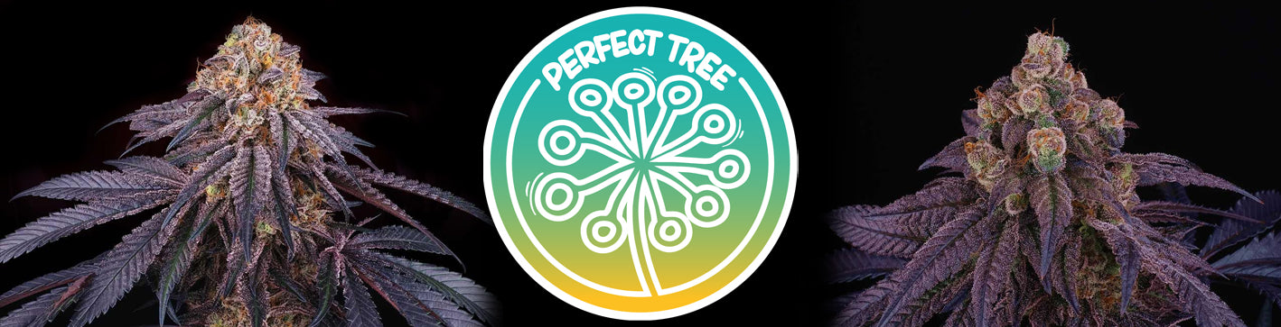 Perfect Tree Cannabis Seeds