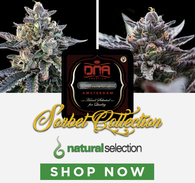 Shop now for DNA Genetics feminised Sorbet Collection cannabis seeds Natural Selection Leeds