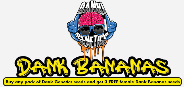 Free Dank Bananas seeds Dank Genetics Natural Selection