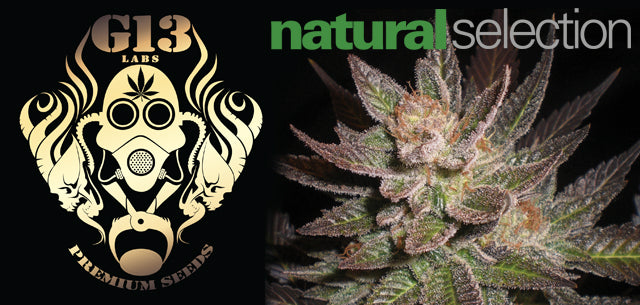 G13 Labs seeds in stock at Natural Selection Leeds