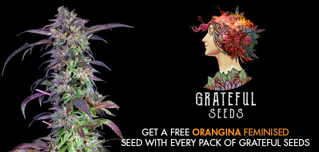 Free Orangina seeds Natural Selection
