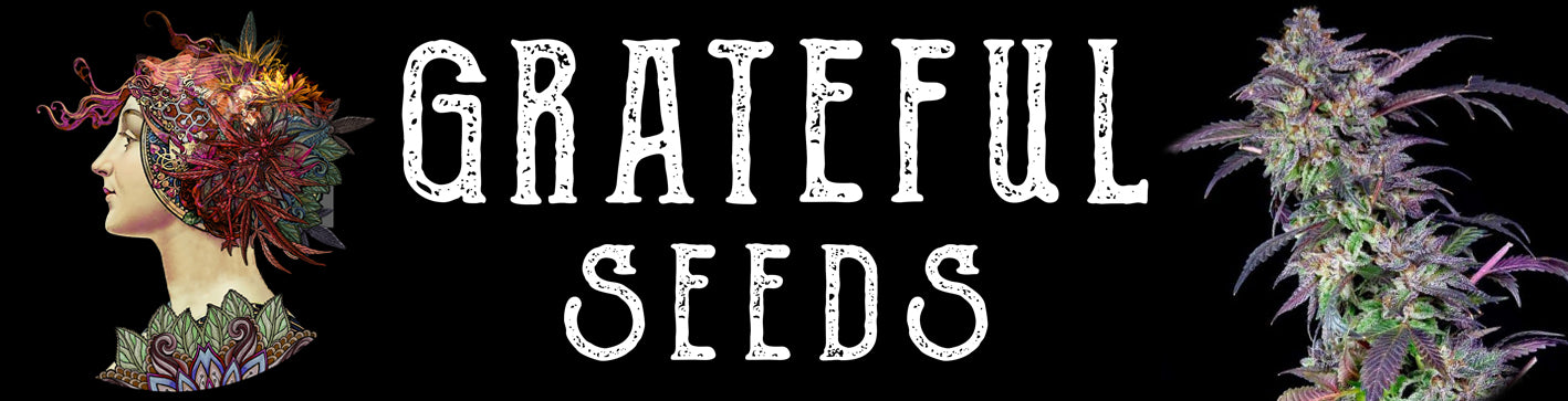 Grateful Seeds Natural Selection Leeds