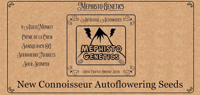 Mephisto Genetics Auto Seeds