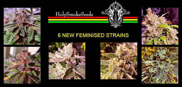 New strains from Holy Smoke Seeds