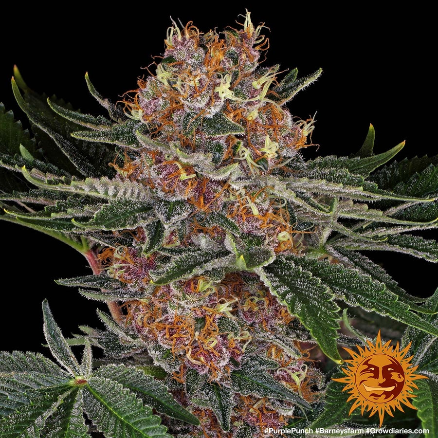 barney farms seeds review