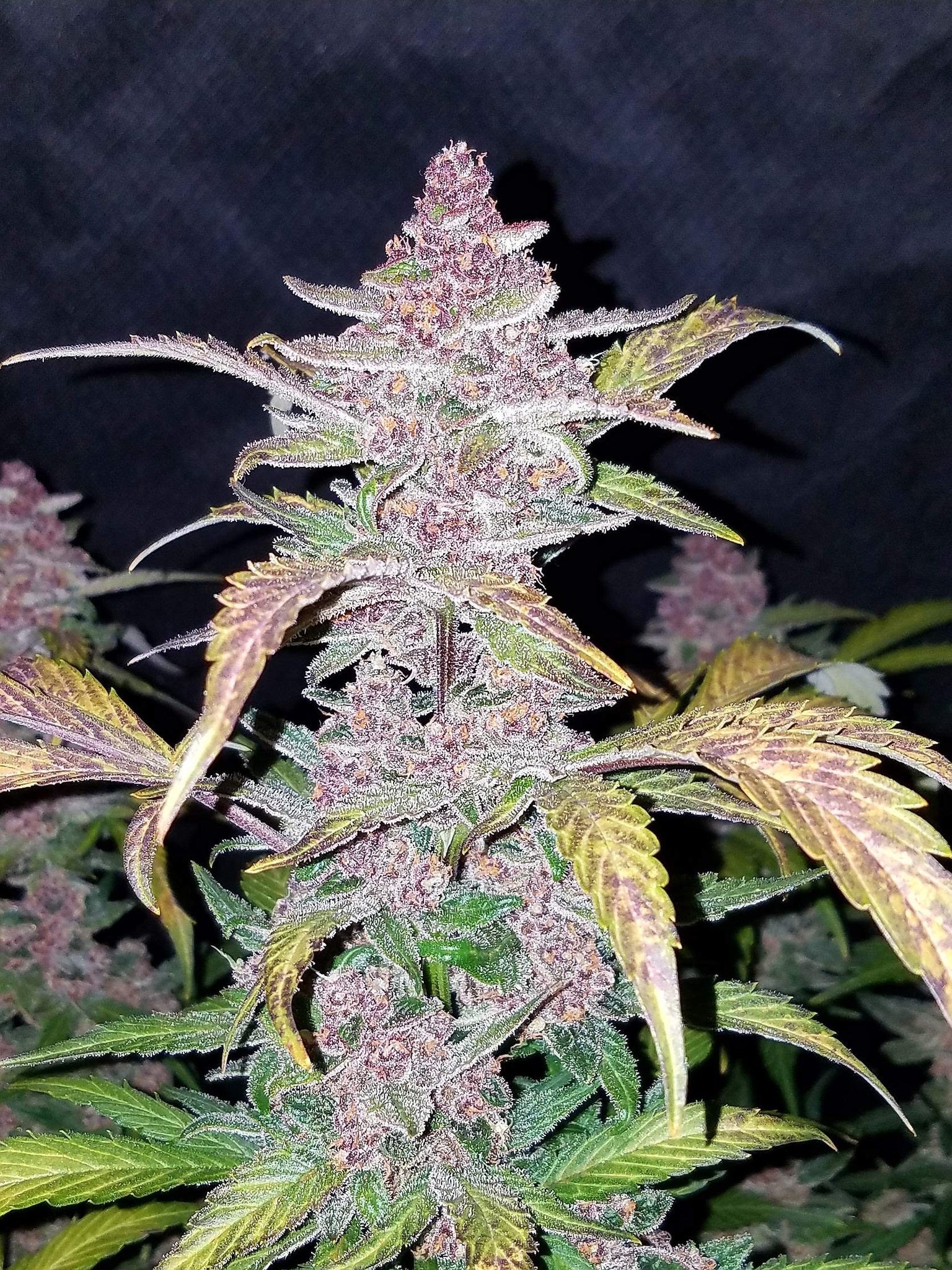 Fast Buds Blackberry Auto Feminised Seeds Natural Selection Leeds