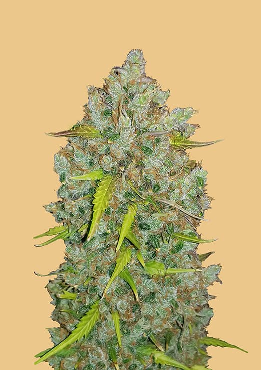 organic bubble gum strain