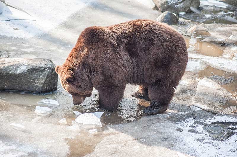 Bears Hibernation In The Winter Deerfence   Cb 2ac5ff21 0bc7 4c28 B80a 839e61bd46e7 1024x1024 