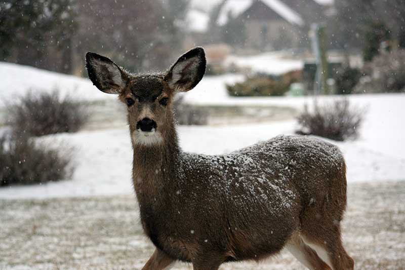 do-deer-get-cold-deerfence