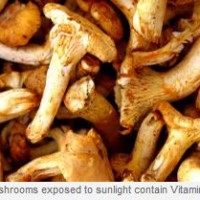 mushrooms_contain_vitamin_d_image