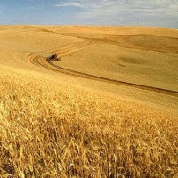 bulgur_the_whole_grain_healer_whole_wheat_pic