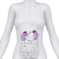 adrenal_glands_position_location_pic