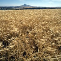 barley_field_pic