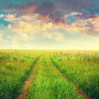 field_flowers_clouds_colors_summer_track_pic