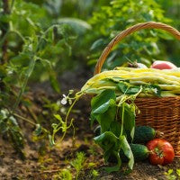 garden_grow_basket_food_produce_vegetables_pic