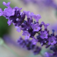 lavender_calming_effect_image